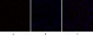 Caspase-9 Polyclonal Antibody